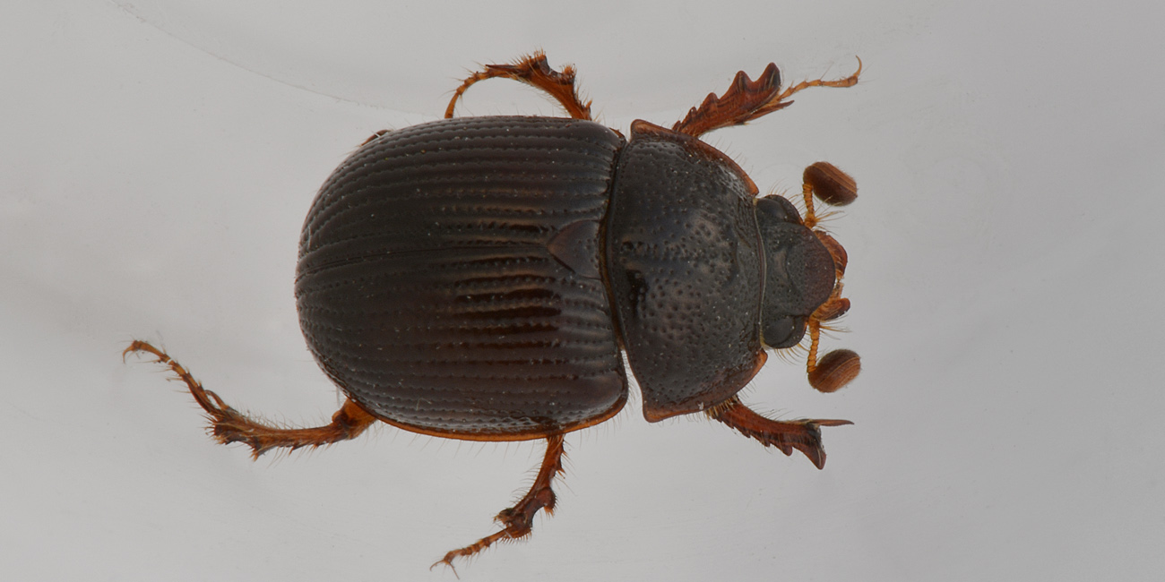 Odonteus armiger, femmina  (Geotrupidae)